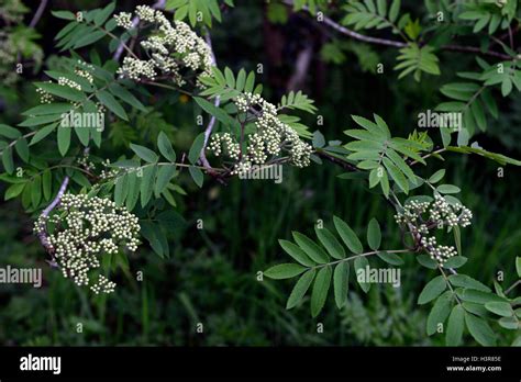 Sorbus Aucuparia Flowers Tree Fotos Und Bildmaterial In Hoher