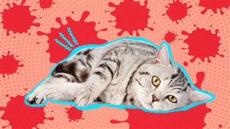 Cat Diarrhea: What Pet Parents Should Know About Causes, Symptoms ...