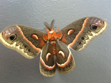 Common Large Moths — Texas Insect Identification Tools