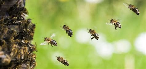 Bee Crop Pollination