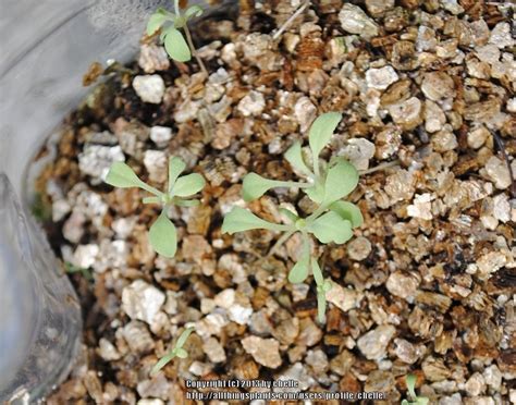 Photo Of The Seedling Or Young Plant Of Opium Poppy Papaver Somniferum