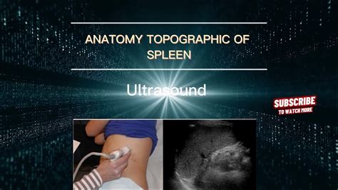 Ultrasound Of The Spleen Normal Echograophy Of The Normal Spleen