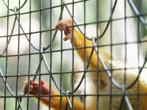 Premium Photo | Close-up of bird in cage at zoo