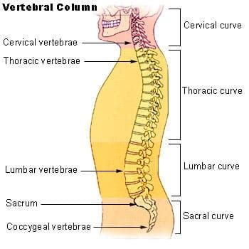 Human Skeleton And Bones Interesting And Surprising Facts Owlcation