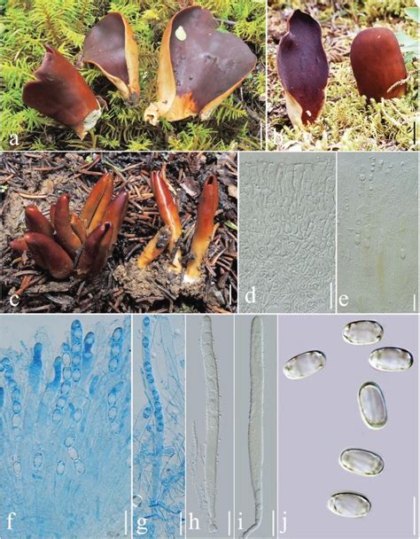 Wynnella Subalpina Facesoffungi Number FoF 01055 Faces Of Fungi