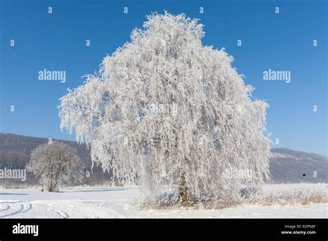 Sand Birch Hi Res Stock Photography And Images Alamy