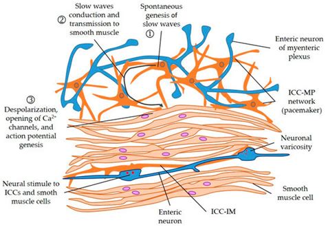 Cimb Free Full Text Interstitial Cells Of Cajal And Enteric Nervous System In