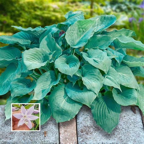 Buy Moonlight Sonata Hosta Shade Perennials Breck S