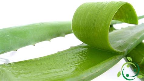 It Come Preparare Il Succo Di Aloe Vera Ed I Suoi Utilizzi En