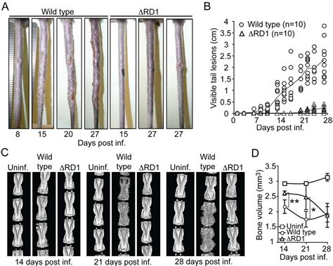 [PDF] Host-Detrimental Role of Esx-1-Mediated Inflammasome Activation ... 