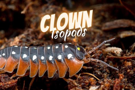 The Complete Clown Isopod Care Guide Armadillidium Klugii