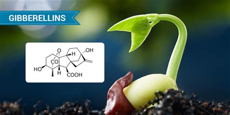 Plant Hormones Types Of Plant Hormones And Their Functions