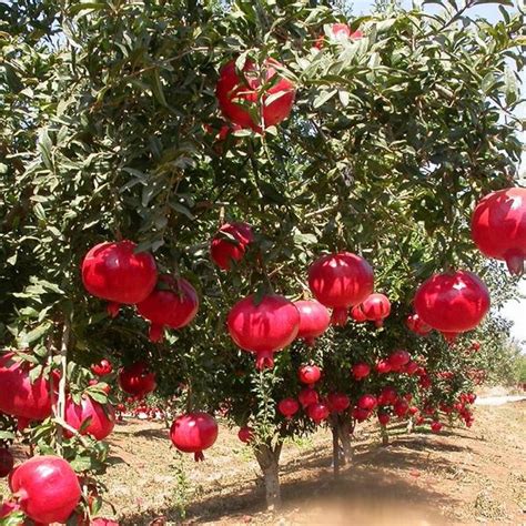 Pomegranate Wonderful 140mm The Garden Feast