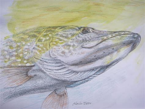 Northern Pike Drawing At Explore Collection Of