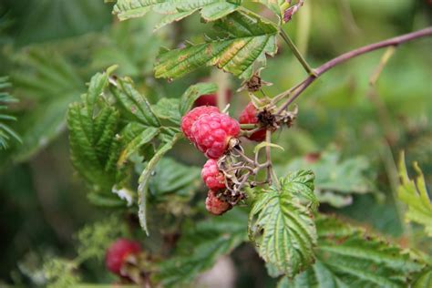 Kostenlose Foto Frucht Beere Blume Lebensmittel Rot Produzieren