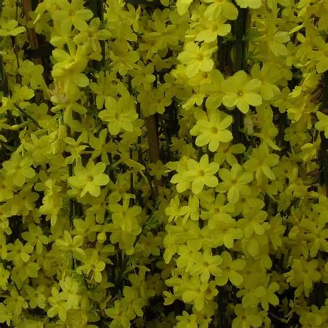 Jasmin D Hiver Jasminum Nudiflorum P Pini Res Fran Ais Producteur