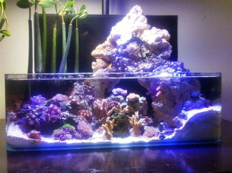 Nano Cube Reef Aquascape - Aquascape Ideas