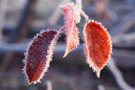 Protecting Your Plants from Frost and Freeze - Homesteader ...