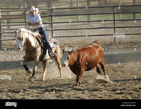 Cowgirl herding cattle hi-res stock photography and images - Alamy