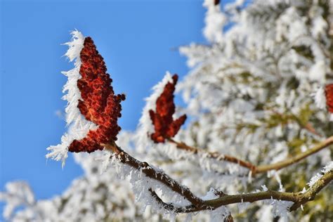 图片素材 性质 科 开花 雪 厂 天空 太阳 白色 叶 盛开 霜 弹簧 秋季 冻结 蓝色 冷杉 植物群