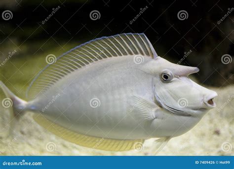 Sea Nose Fish Royalty Free Stock Image - Image: 7409426