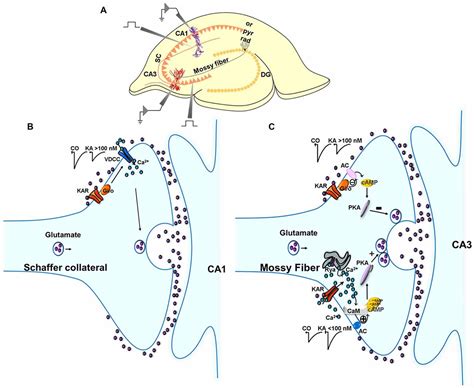 Frontiers Non Canonical Mechanisms Of Presynaptic Kainate Receptors