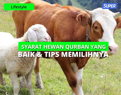 Syarat Hewan Kurban Yang Wajib Di Ketahui Dan Cara Memilihnya