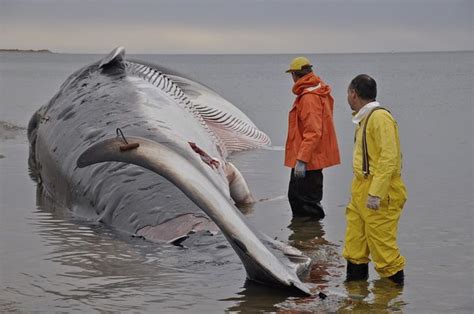 Photo "FinWhaleNecropsy" by rachmonte | Fin whale, Whale, Necropsy