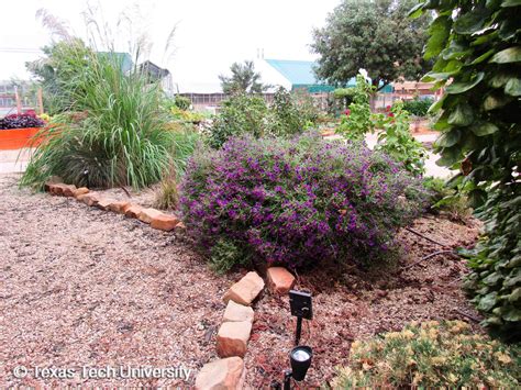 Hardy Aster | Herbaceous Plant Finder | Comprehensive Landscape Plant