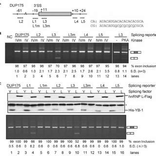 Role Of HnRNP L In CaMKIV Regulated Splicing Through Short CA Repeats