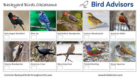 Top 20 Backyard Birds in Oklahoma (Free Picture ID Printable) - Bird ...