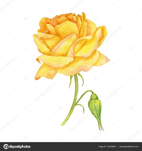 Yellow Rose Drawing At Getdrawings Free Download