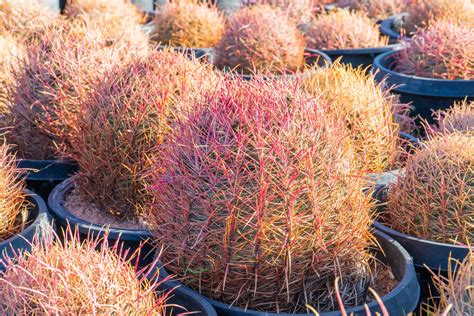 Red Barrel Cactus Ferocactus Cylindraceus V Lecontei Cactus World