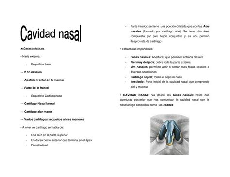 Cavidad Nasal Steph D Udocz