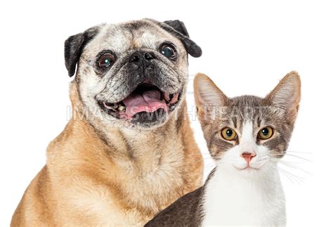 Smiling Dog And Cat