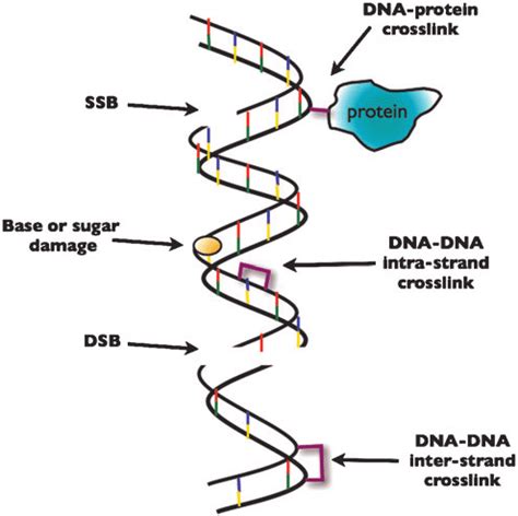 Introduction To Radiation Induced DNA Damage Ionizing Radiation Causes