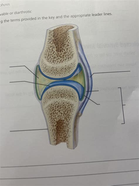 General Structures Of Synovial Joint Diagram Notes Exam 3 Diagram