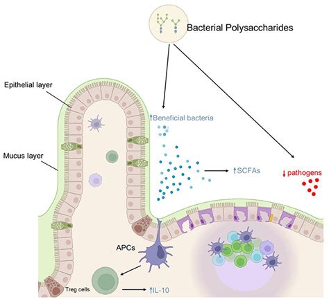 Frontiers Bacterial Polysaccharidesa Big Source For Prebiotics And