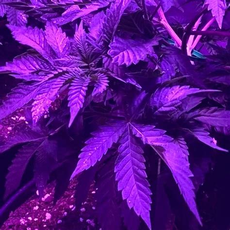 Stream Maddisun Listen To Fuck Outta Here Playlist Online For Free On SoundCloud