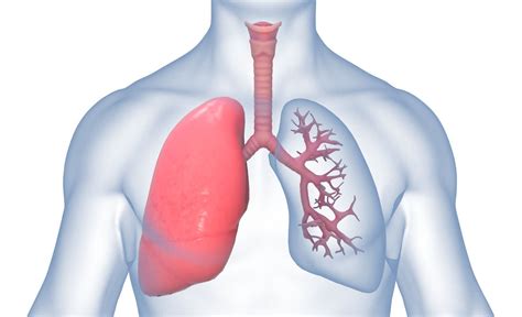 The Respiratory System Cartoon