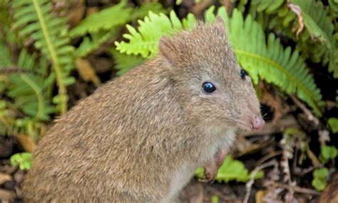 LONG-NOSED POTOROO - Aussie Ark