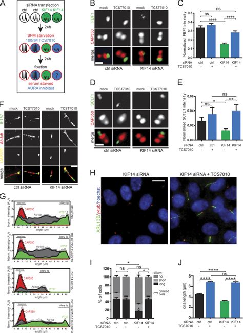 Aura Activity Mediates Effects Of Kif14 Depletion On Primary Cilia Download Scientific Diagram