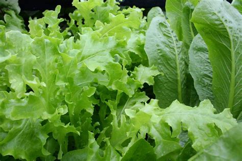 Lettuce Leafy Organic Free Photo On Pixabay Pixabay