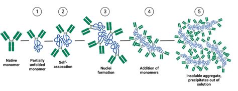 Antibody Developability Sequence And Structure Impacts Aggregation