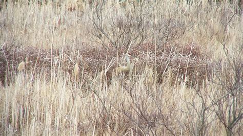 A Sandhill Crane At Grass Lake In Ontario