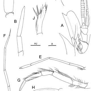 Metacrangon Haona Sp Nov Holotype Male Cl Mm Niwa