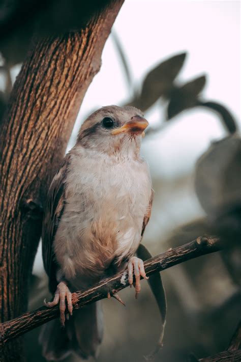 Owl on Branches · Free Stock Photo