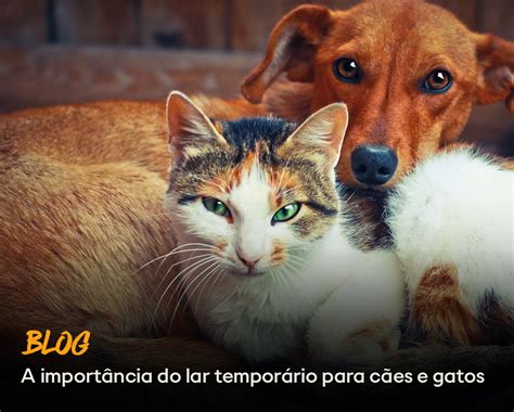 A importância do lar temporário para cães e gatos Ampara Animal