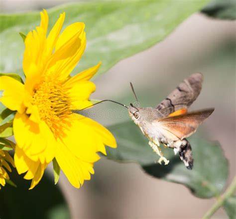 Sphingidae Known As Bee Hawk Moth Enjoying The Nectar Of A Yellow Flower Hummingbird Moth