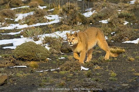 stock photo - Minden Pictures